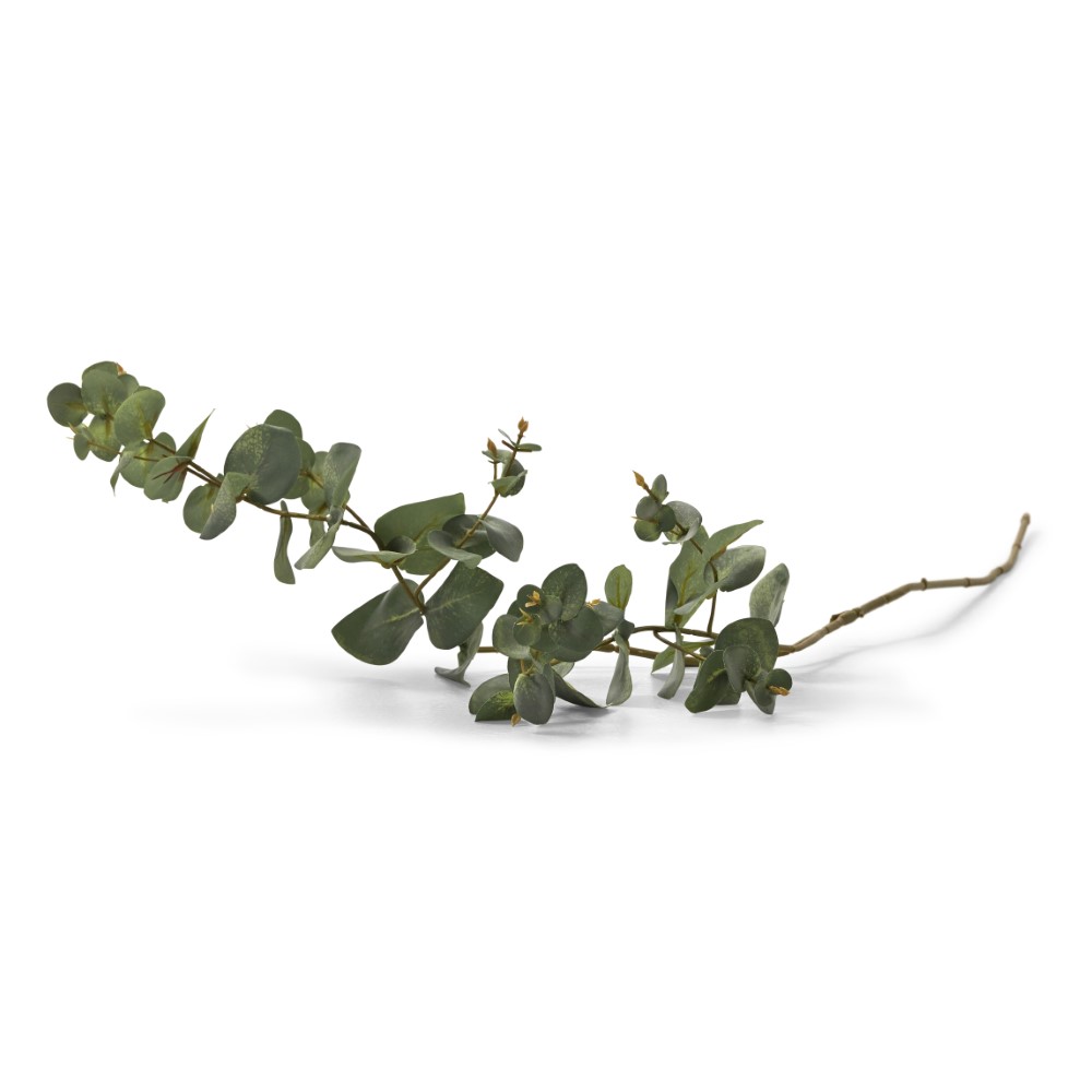 Productafbeelding van Montèl plant Eucalyptus