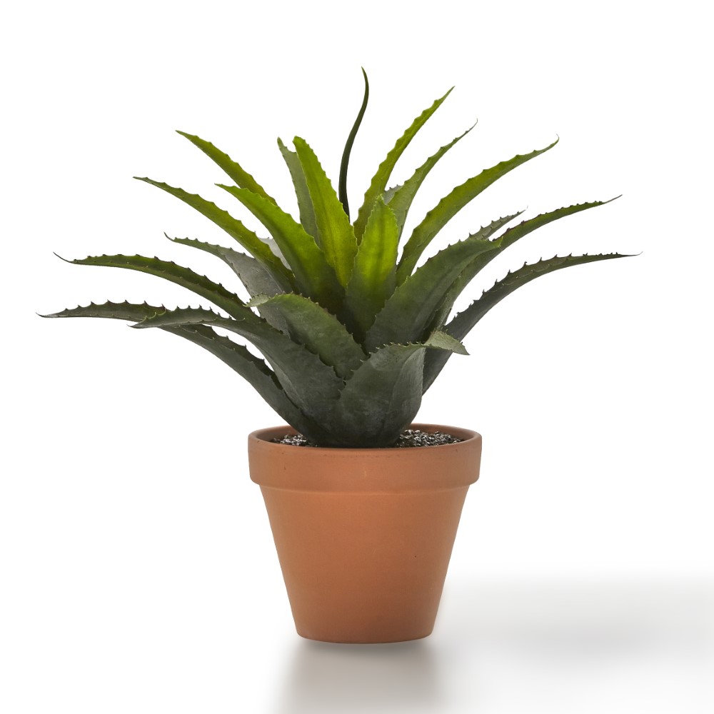 Productafbeelding van Montèl Plant Aloe
